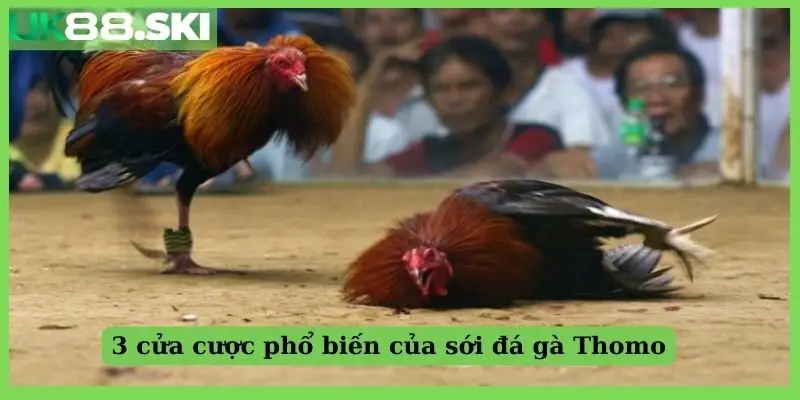 3 cửa cược của trang live đá gà Thomo