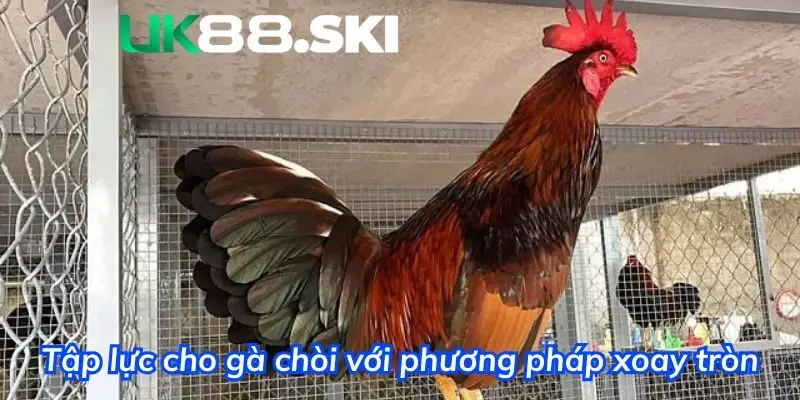 Bài tập xoay tròn mang lại hiệu quả cao cho gà chọi 