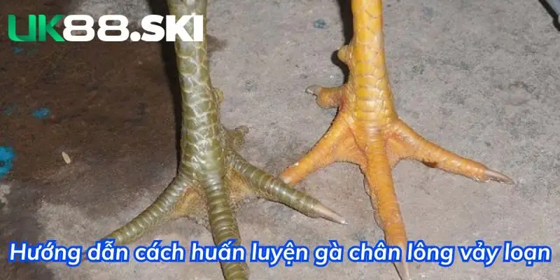 Cần có phương pháp huấn luyện đúng cách đối với dòng gà này