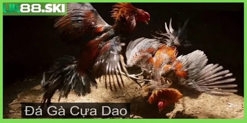 đá gà cựa dao