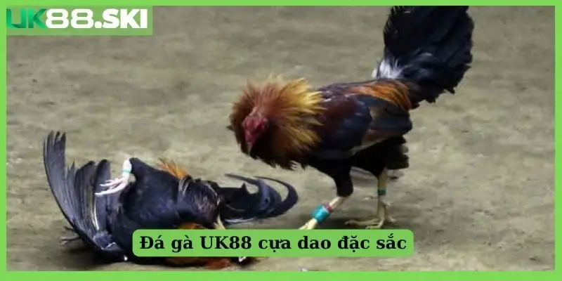 Đá gà UK88 cựa dao đặc sắc