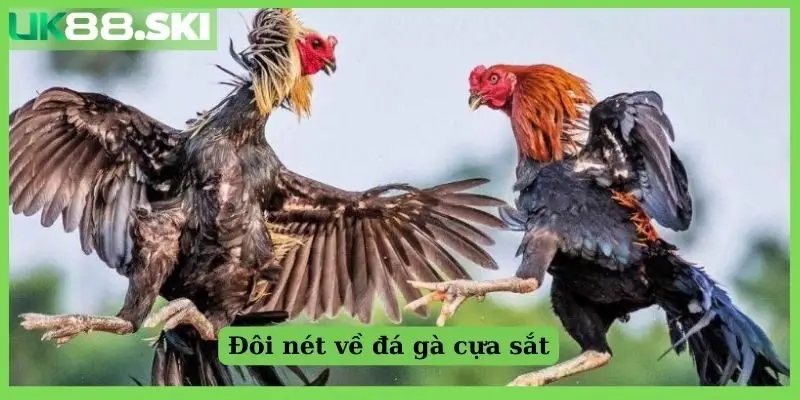 Đôi nét về đá gà cựa sắt
