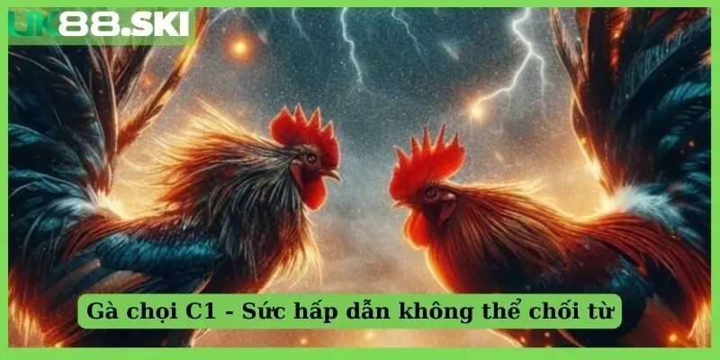 Gà chọi C1 - Sức hấp dẫn không thể chối từ