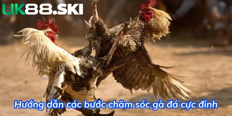 Bí quyết chăm sóc gà đá trước khi ra trận hiệu quả nhất