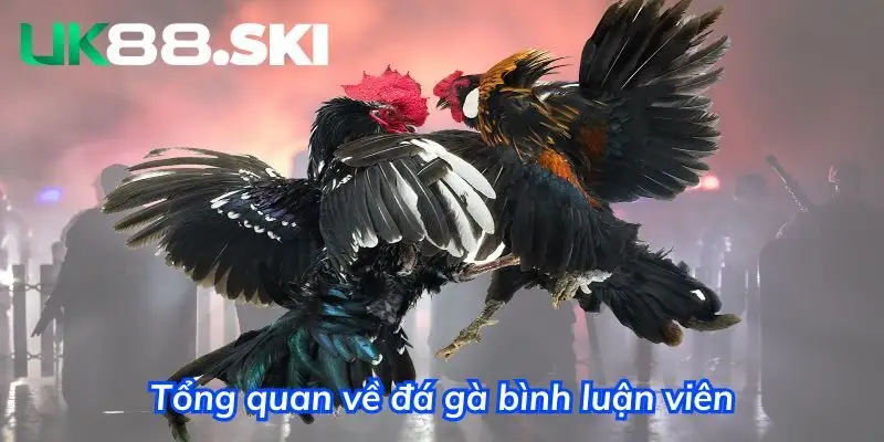 Không thể phủ nhận được sức hút của đá gà bình luận viên