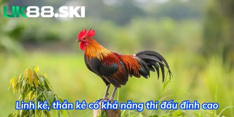 Linh kê, thần kê đang được săn đón trên thị trường