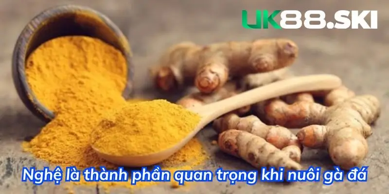 Nghệ đóng vai trò quan trọng trong quá trình nuôi gà đá