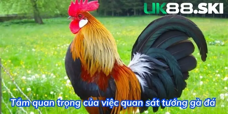 Quan sát tướng mặt để tự tin hơn khi đặt cược