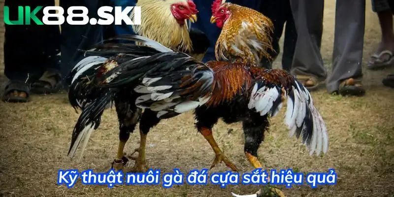 Quan tâm đến chế độ nuôi gà đá cựa sắt