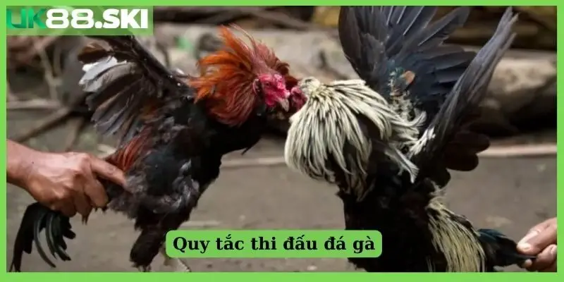 Quy tắc thi đấu đá gà