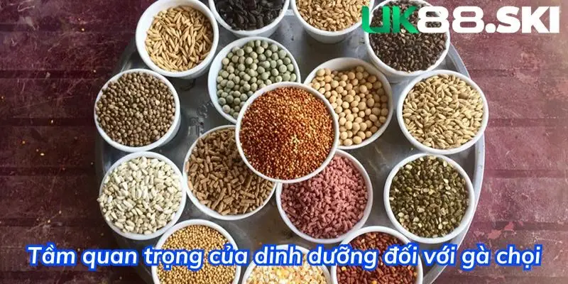 Cho gà chọi ăn gì để tăng cân