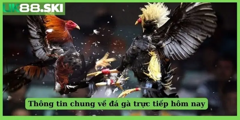 Thông tin chung về đá gà trực tiếp hôm nay