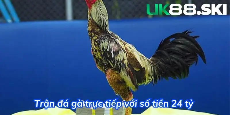 Trận đá gà trực tiếp có giá trị lên đến 24 tỷ 