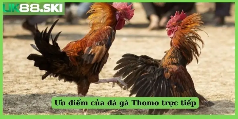 Ưu điểm của đá gà Thomo trực tiếp