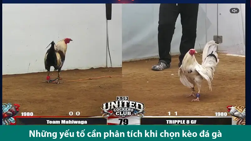 Bí quyết phân tích kèo đá gà online chơi đâu thắng đó