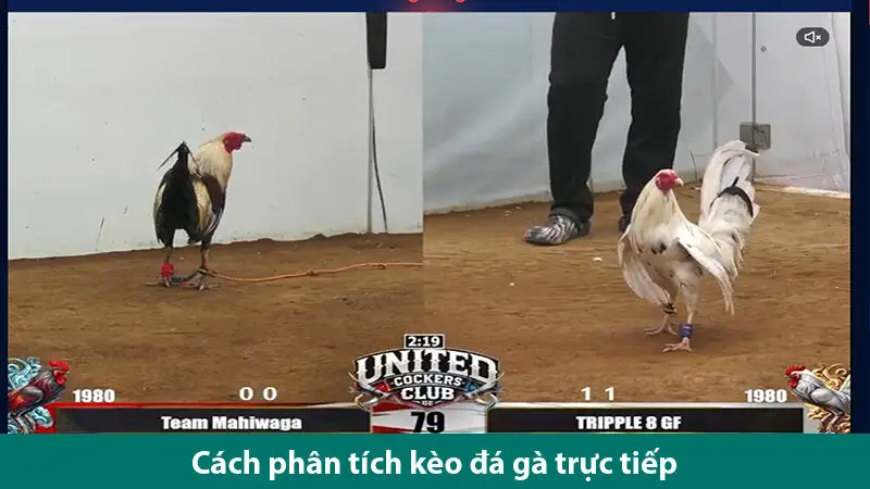 Cách đọc kèo đá gà chuẩn để chơi chọi gà online hiệu quả